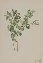 Snøbær (Symphoricarpos albus)