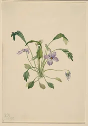 Sørlig fuglefotfiolett (Viola digitata)