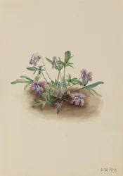 Sørkystfiolett (Viola septemloba)
