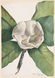 Sørlig magnolia (Magnolia grandiflora)