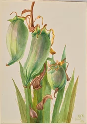 Spansk bajonett (Yucca baccata)