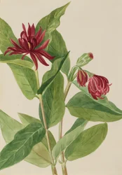 Spicebush Calycanthus occidentalis, tidlig på 1930-tallet.