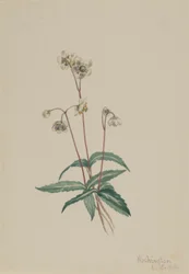 Spotted Pipsissewa (Chimaphila maculata)