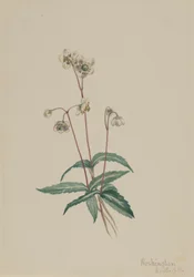 Spotted Pipsissewa Chimaphila maculata, 1918.