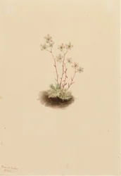 Flekksildre (Saxifraga bronchialis)