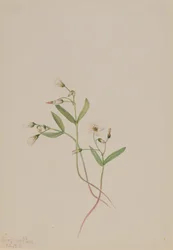 Vårskjønnhet Claytonia lanceolata, 1916.