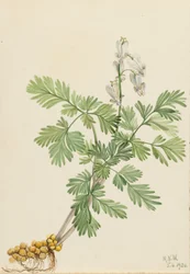 Ekornkorn (Bikukulla canadensis)