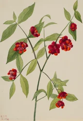 Jordbærbusk - quot;Hjerter som sprudler av kjærlighetquot; (Euonymus Americanus)