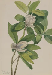 Sumpmagnolia (Magnolia virginiana)