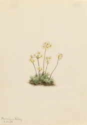 Søt Androsace (Androsace carinata)