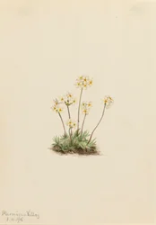 Søt Androsace Androsace carinata, 1916.