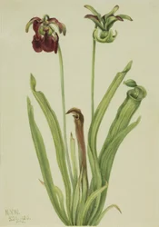 Søt muggeplante (Sarracenia rubra)