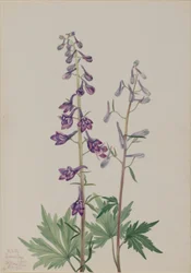 Høy ridderspore (Delphinium elongatum)