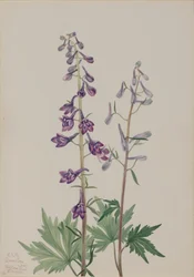 Tall Larkspur Delphinium elongatum, 1920.