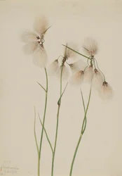 Dusk bomullsgress Eriophorum angustifolium, 1920.