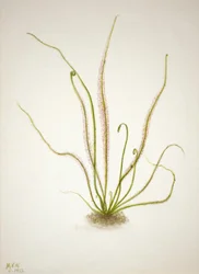 Thread Leaf Solew Drosera rotundifolia, 1933.