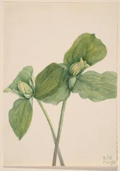 Padde Trillium (Trillium sessile)
