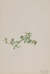 Slepende Houstonia (Houstonia procumbens)