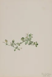 Etterfølgende Houstonia Houstonia procumbens, 1918.