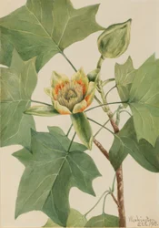 Tulipantre (Liriodendron tulipifera)