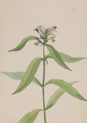 Turtlehead Chelone glabra, ca. 1917-1918.