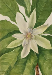 Paraplytre Magnolia tripetala, 1932.