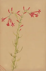 Uten tittel -- Blomsterstudie