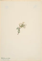 Uten tittel -- Blomsterstudie