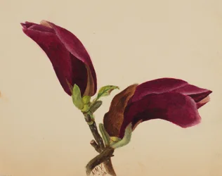 Uten tittel--Flower Study, 1876.