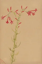 Uten tittel--Flower Study, 1883.