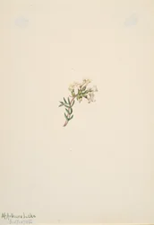 Uten tittel--Flower Study, 1905.