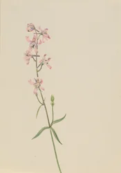 Uten tittel--Flower Study, ca. 1900-1930.