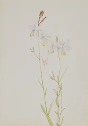 Uten tittel--Blomsterstudie, nd