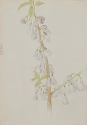 Uten tittel--blomsterstudie, n.d.