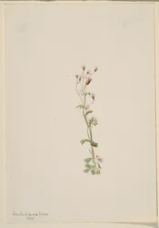Uten tittel – Plantestudie