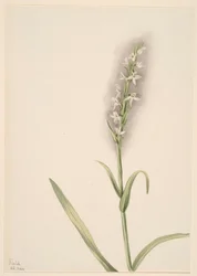 Uten tittel – Plantestudie