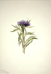 Uten tittel--Plant Study, 1904.