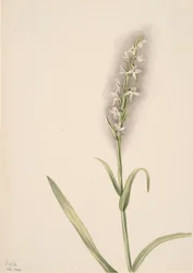 Uten tittel--Plant Study, 1904.