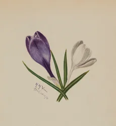 Uten tittel krokus, 1874.