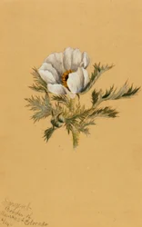 Blomsterstudie uten tittel, 1883.
