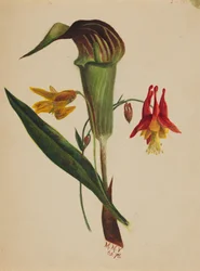 Uten tittel Jack in the Preikestol, 1876.