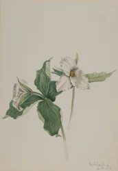 Våkne-Robin (Trillium grandiflorum)