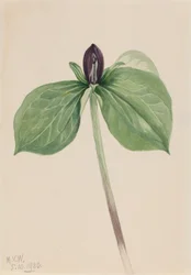 Våkne-rødstrupe (Trillium sessile)