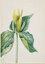 Våkne-rødstrupe (Trillium underwoodii)