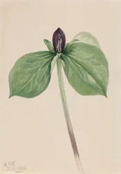 Wake-Robin Trillium fastsittende, 1920.