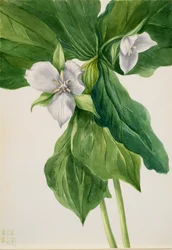 Wake-Robin Trillium-liknelse, 1939.