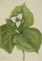 Voks Trillium (Trillium-album)
