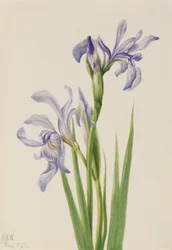Vestlig Blå Flagg (Iris missouriensis)