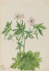 Vestlig storkenebb (Geranium viscosissimum)
