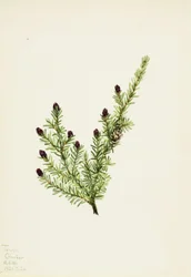 Vestlig hemlock (Tsuga heterophylla)